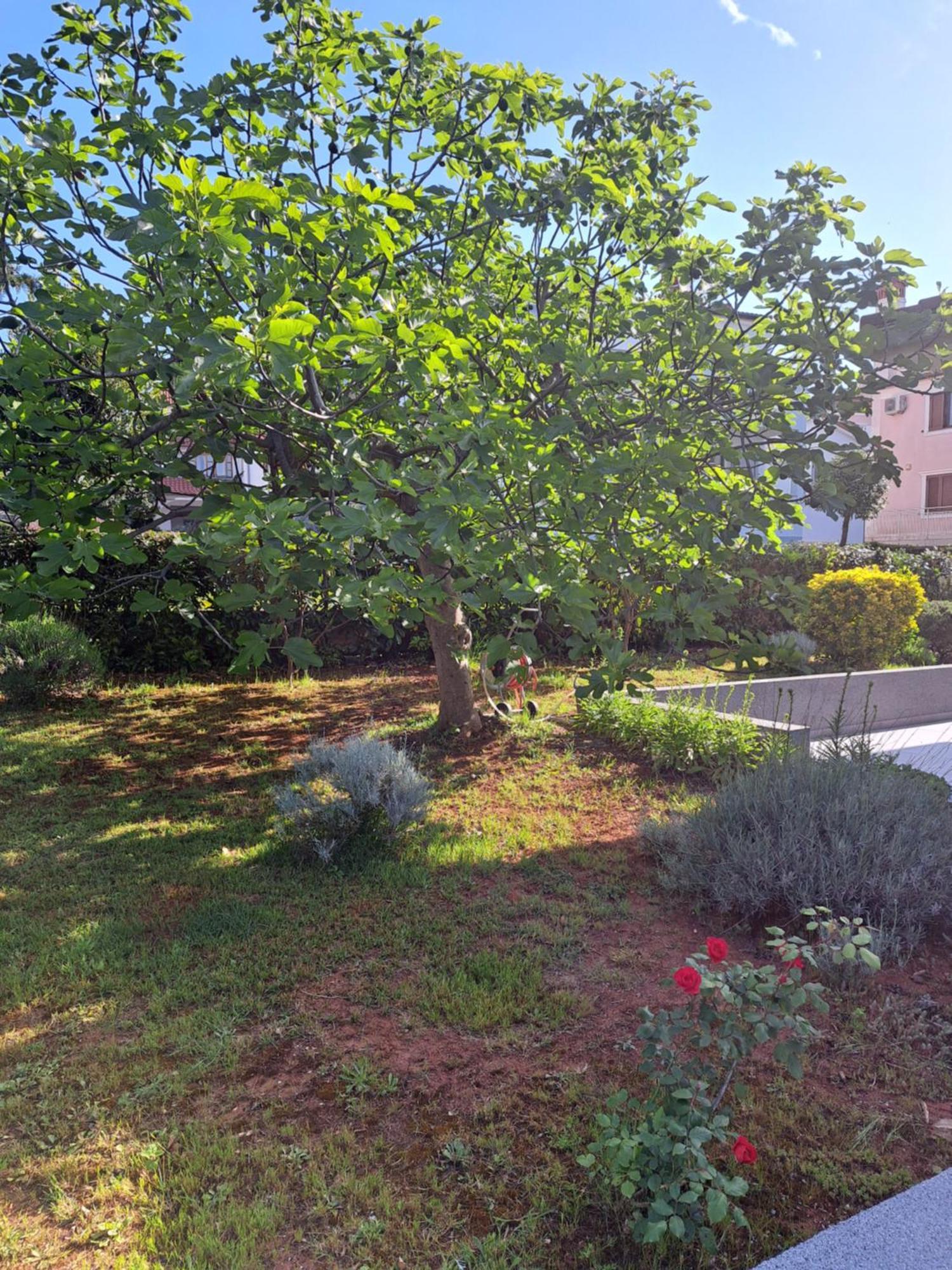 Apartment Elinor 2 روفينج المظهر الخارجي الصورة